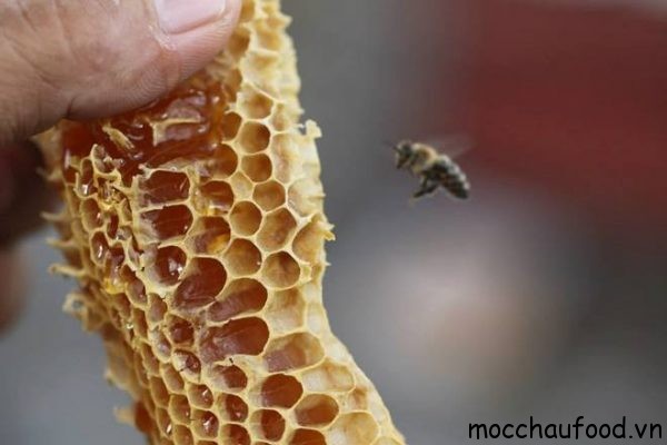 Khám phá hành trình làm mật ong đầy thú vị trên cao nguyên Mộc Châu