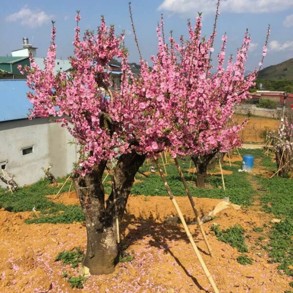 Đào cổ Mộc Châu mang xuân về rực rỡ