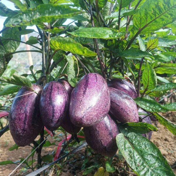 Dưa Pepino Mộc Châu – Loại quả hữu cơ độc đáo từ cao nguyên