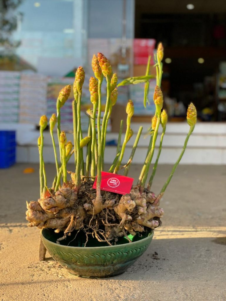 gừng phong thủy mộc châu