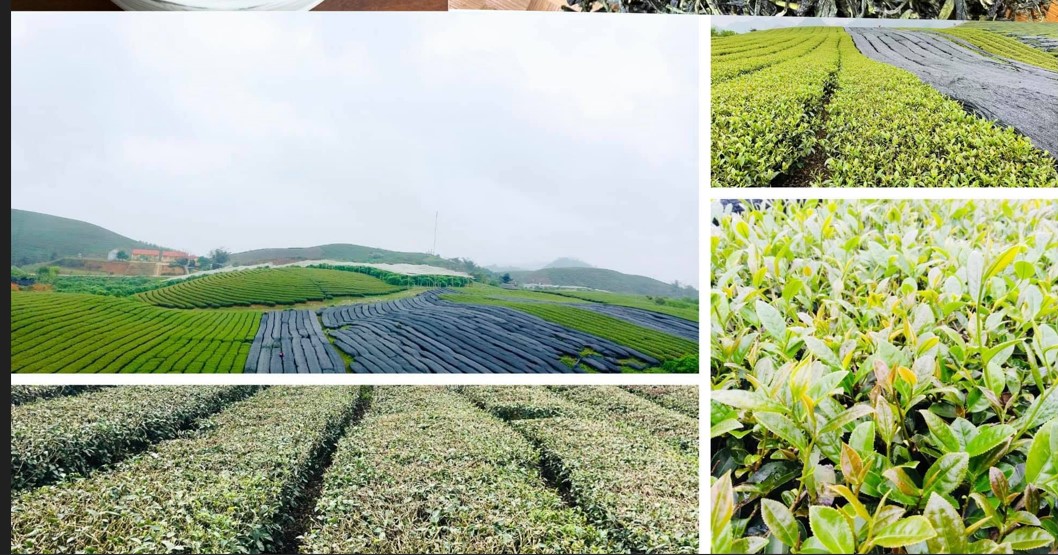 bột matcha hữu cơ ô long Mộc Châu